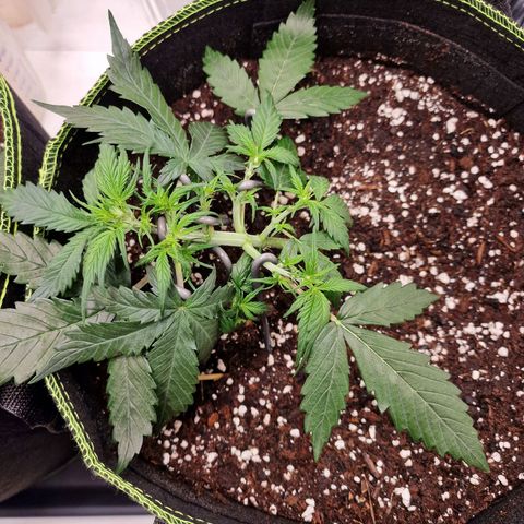 King's Juice #2 growlog timeline photo