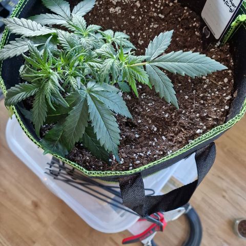 King's Juice #2 growlog timeline photo