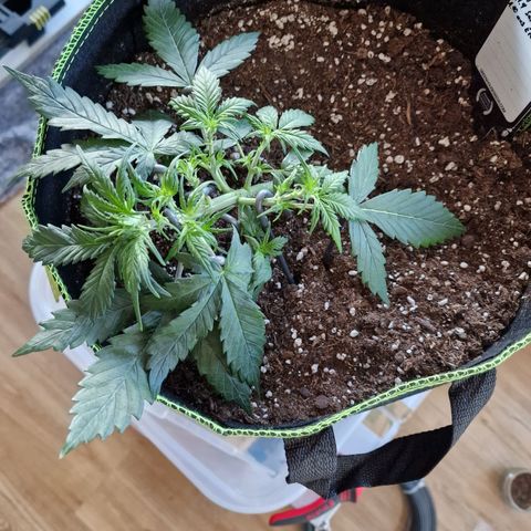 King's Juice #2 growlog timeline photo