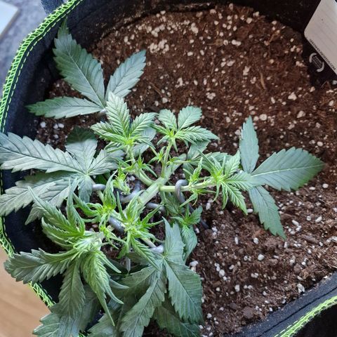 King's Juice #2 growlog timeline photo