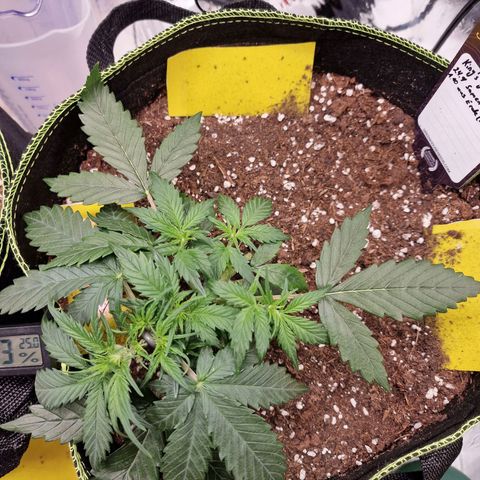 King's Juice #2 growlog timeline photo