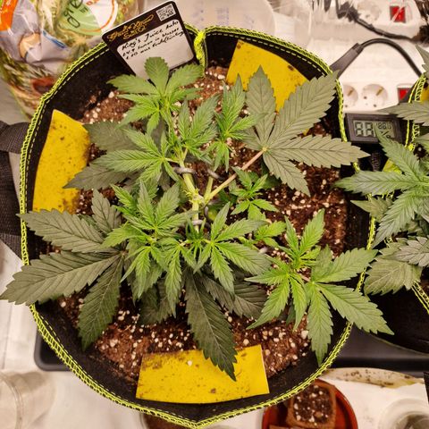King's Juice #1 growlog timeline photo