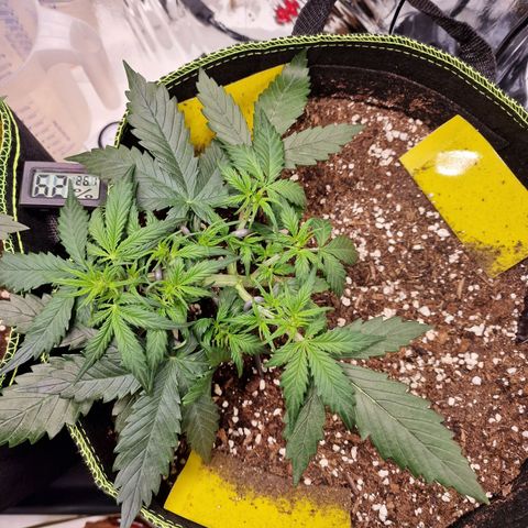 King's Juice #2 growlog timeline photo