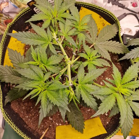 King's Juice #1 growlog timeline photo