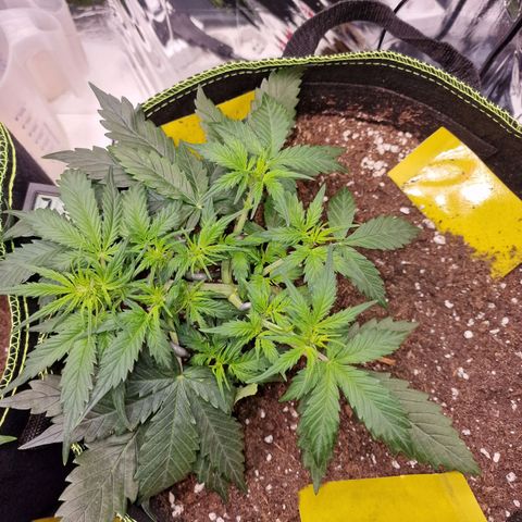 King's Juice #2 growlog timeline photo