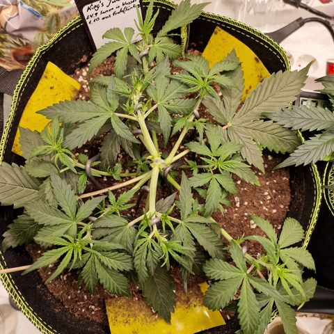 King's Juice #1 growlog timeline photo