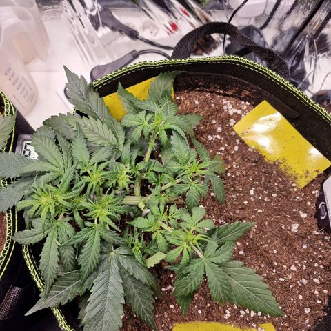 King's Juice #2 growlog timeline photo