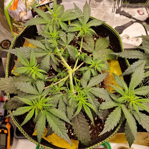 King's Juice #1 growlog timeline photo
