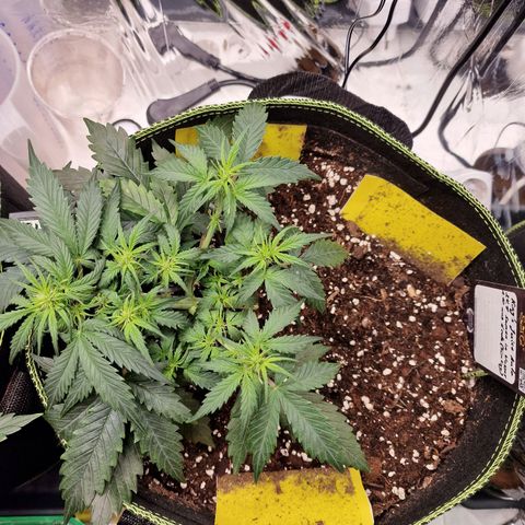 King's Juice #2 growlog timeline photo