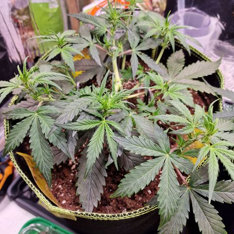 King's Juice #1 growlog timeline photo