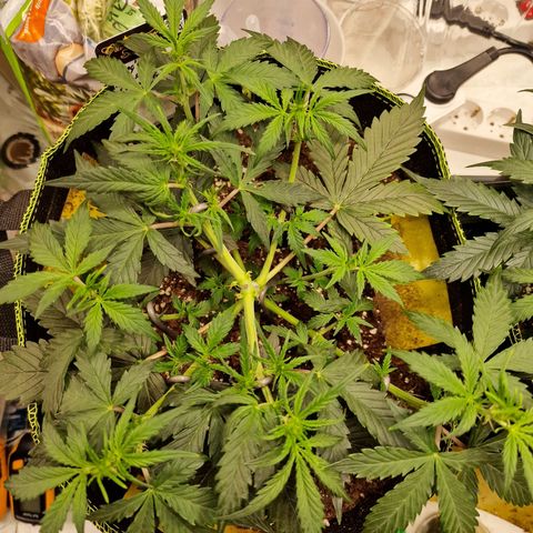 King's Juice #1 growlog timeline photo