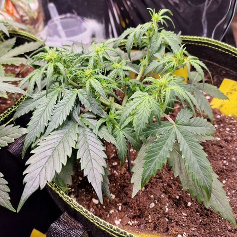 King's Juice #2 growlog timeline photo