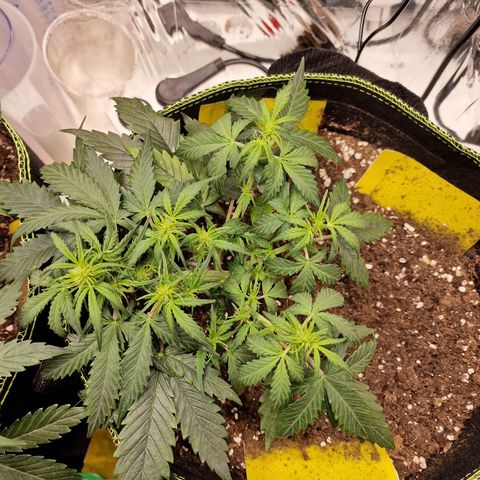 King's Juice #2 growlog timeline photo