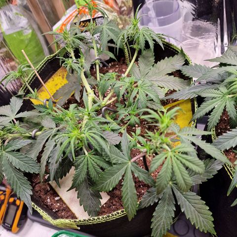 King's Juice #1 growlog timeline photo