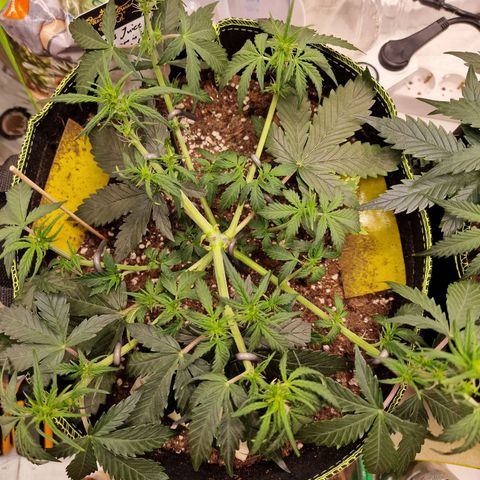 King's Juice #1 growlog timeline photo