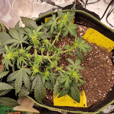 King's Juice #2 growlog timeline photo