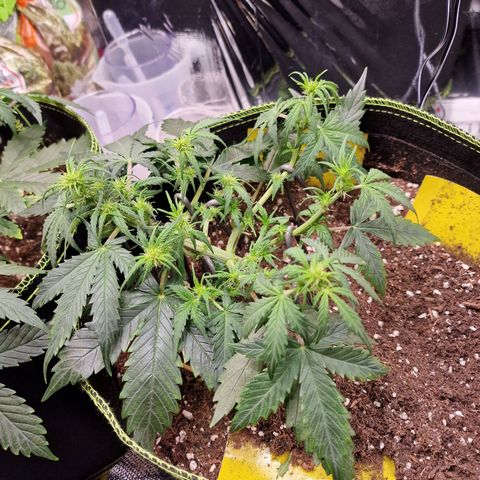 King's Juice #2 growlog timeline photo