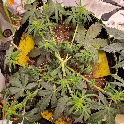 King's Juice #1 growlog timeline photo
