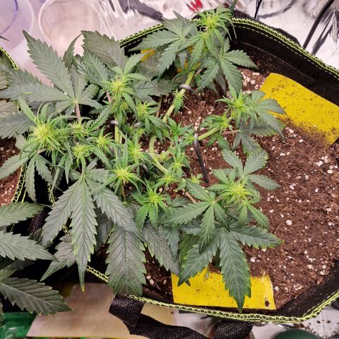King's Juice #2 growlog timeline photo