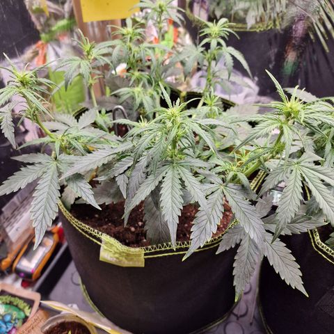 King's Juice #1 growlog timeline photo