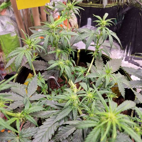 King's Juice #1 growlog timeline photo