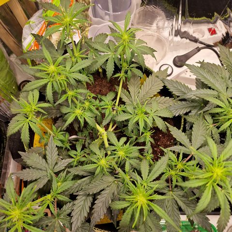King's Juice #1 growlog timeline photo