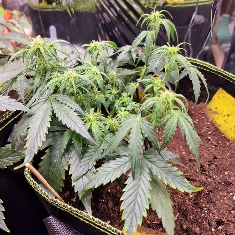 King's Juice #2 growlog timeline photo