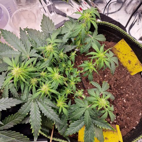 King's Juice #2 growlog timeline photo