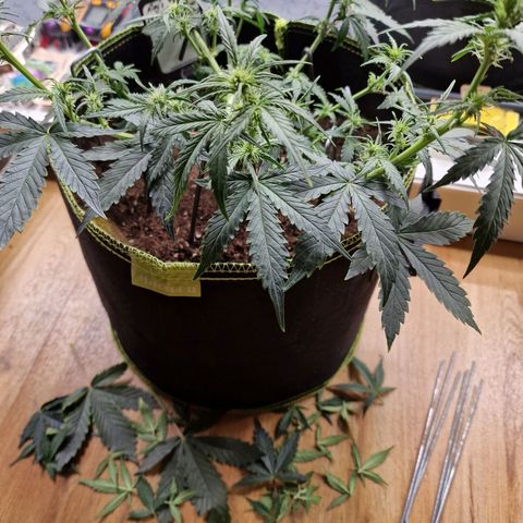 King's Juice #1 growlog timeline photo
