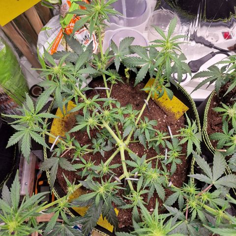 King's Juice #1 growlog timeline photo
