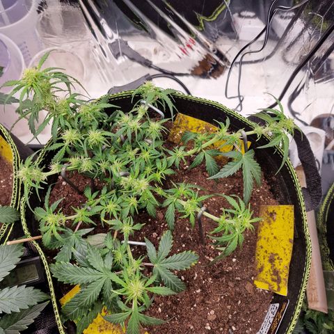 King's Juice #2 growlog timeline photo