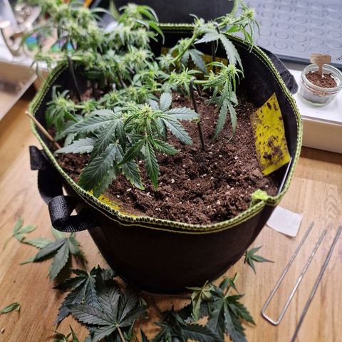 King's Juice #2 growlog timeline photo