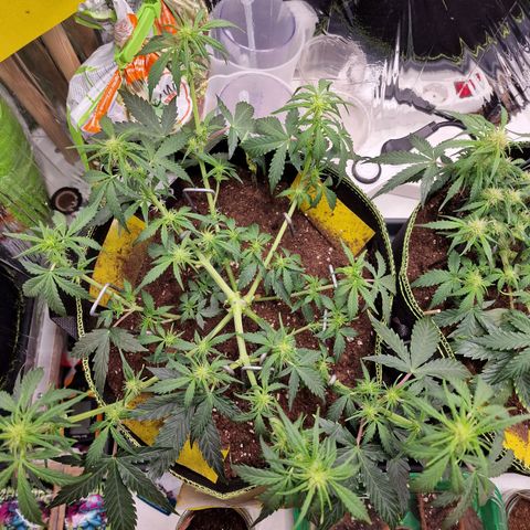 King's Juice #1 growlog timeline photo