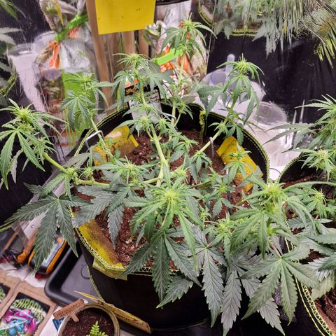 King's Juice #1 growlog timeline photo