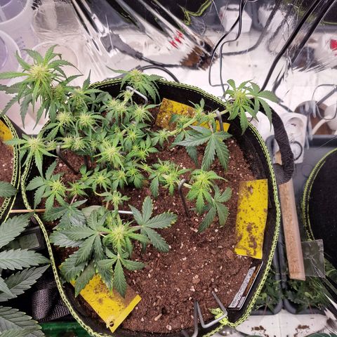 King's Juice #2 growlog timeline photo