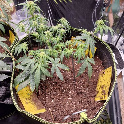 King's Juice #2 growlog timeline photo