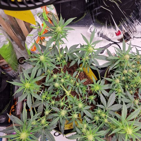 King's Juice #1 growlog photo: Im strech 