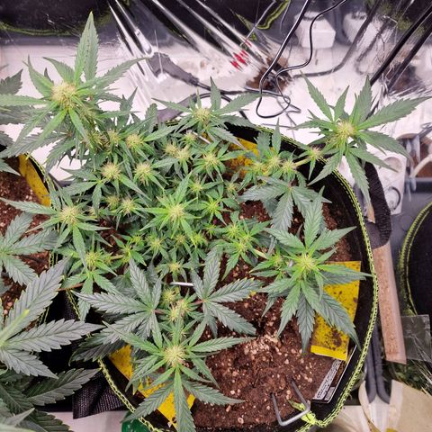 King's Juice #2 growlog photo: Im strech 