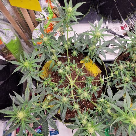King's Juice #1 growlog photo: Noch eine leichte Entblätterung 