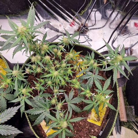 King's Juice #2 growlog photo: Nochmal eine leichte Entblätterung