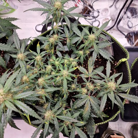 King's Juice #2 growlog timeline photo
