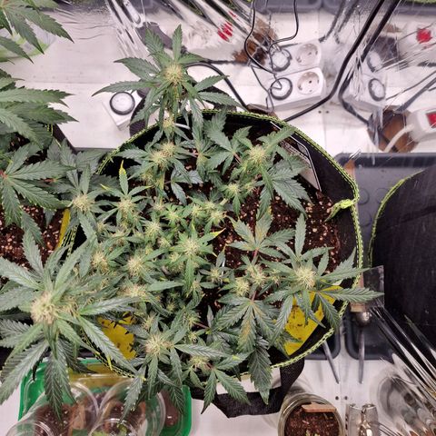 King's Juice #2 growlog timeline photo