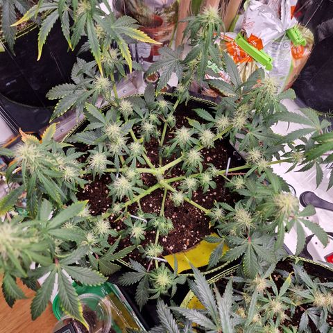 King's Juice #1 growlog timeline photo