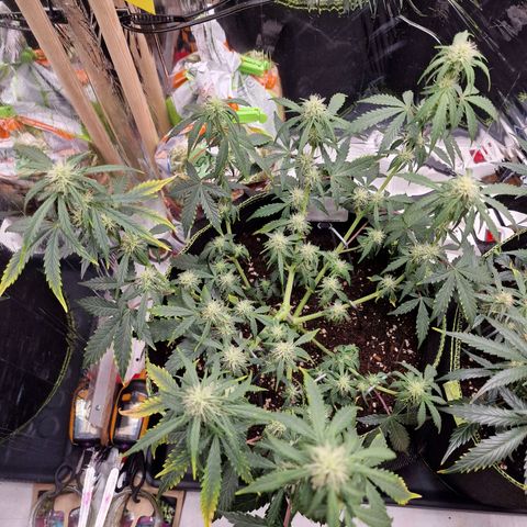 King's Juice #1 growlog timeline photo