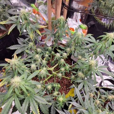 King's Juice #1 growlog timeline photo