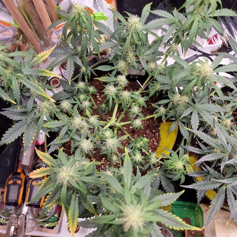 King's Juice #1 growlog timeline photo
