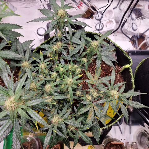 King's Juice #2 growlog timeline photo