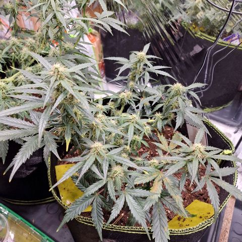 King's Juice #2 growlog timeline photo