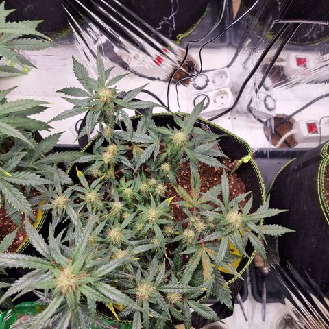 King's Juice #2 growlog timeline photo