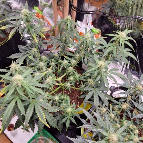 King's Juice #1 growlog timeline photo